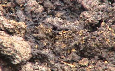 déchets agros lésiers sous étables