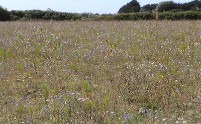 site dépollué le site est dépollué sur sa profondeur